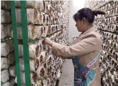 1606871872990065449.jpg 4242-4-4.jpg