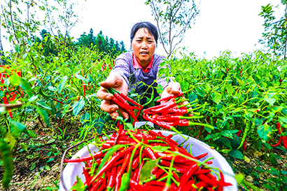 1769132917815008703.jpg 黔东南州剑河县南哨镇九朗村的辣椒迎来丰收。刘梦-摄.jpg