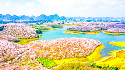 1772850140108077146.jpg 3月4日,位于贵阳贵安的万亩樱花园正在春风中逐渐苏醒,开启了一年一度的赏花盛宴。.jpg