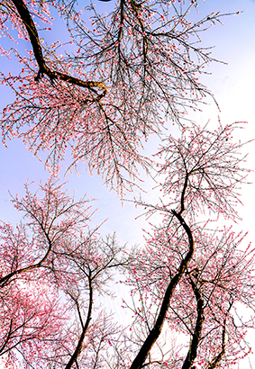 1772850242029012015.jpg 日前,六盘水市盘州市城郊山野间桃树林迎来盛花期。图为3月2日的醉人春景。.jpg