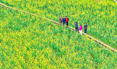 1772850382526070730.jpg 2026年2月24日,贵州省铜仁市玉屏侗族自治县朱家场镇混寨村,游客在油菜花地里拍照。-(1).jpg